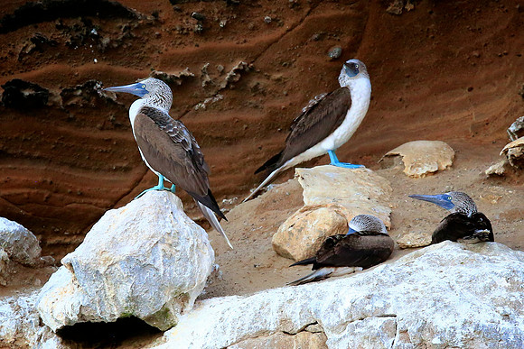 Blue-footed Booby (Sula nebouxii)