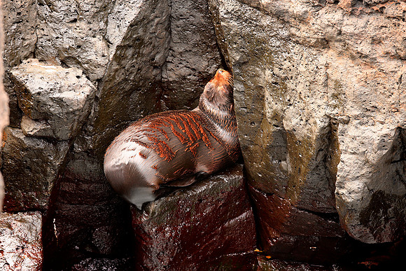 Galápagos sea lion (Zalophus wollebaeki)