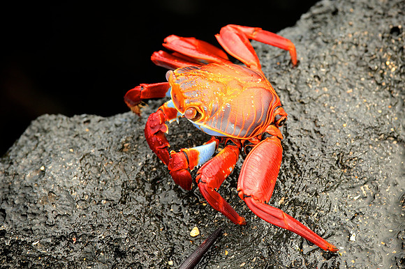 Sally Lightfoot Crab (Grapsus grapsus)