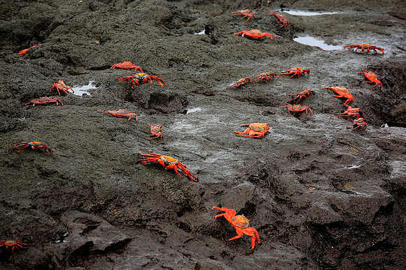 Sally Lightfoot Crab (Grapsus grapsus)