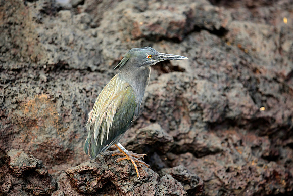 Lava Heron (Butorides sundevalli)