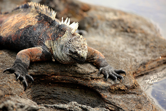 Marine iguana (Amblyrhynchus cristatus)