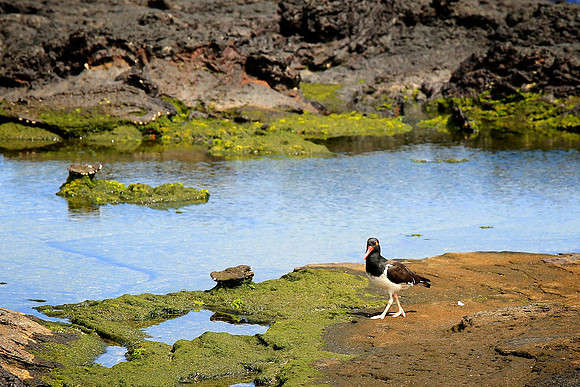 American Oystercatcher (Haematopus palliatus)