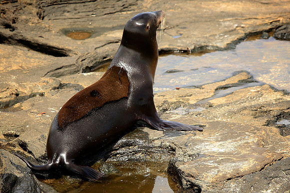 Galápagos sea lion (Zalophus wollebaeki)
