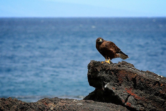 Galapagos Hawk (Buteo galapagoensis)