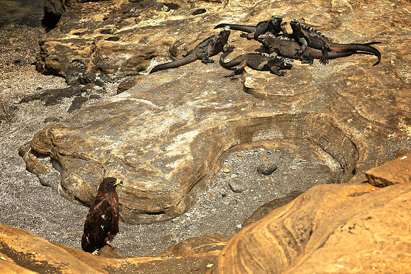 Galapagos Hawk (Buteo galapagoensis)