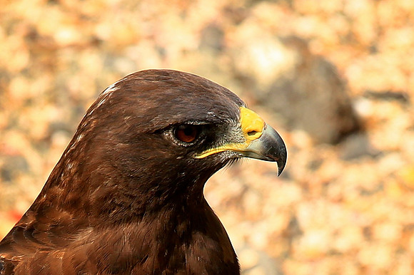 Galapagos Hawk (Buteo galapagoensis)