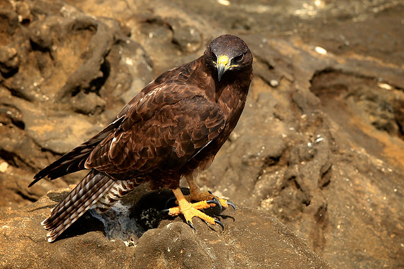 Galapagos Hawk (Buteo galapagoensis)