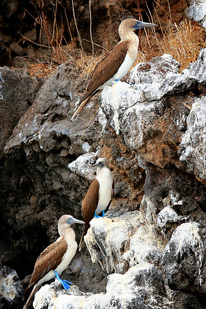 Blue-footed Booby (Sula nebouxii)