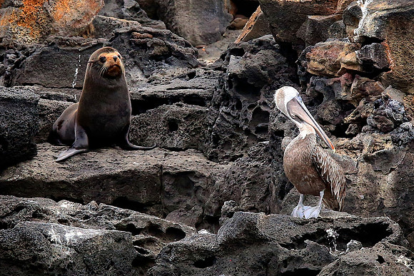Brown Pelican (Pelecanus occidentalis)