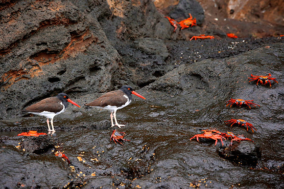 American Oystercatcher (Haematopus palliatus)