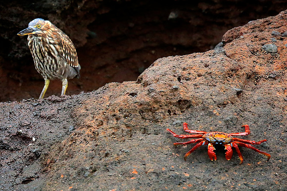 Sally Lightfoot Crab (Grapsus grapsus)