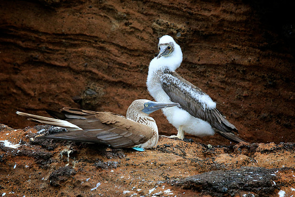 Blue-footed Booby (Sula nebouxii)