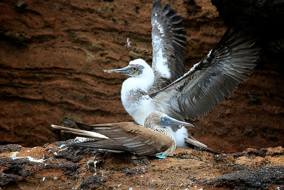 Blue-footed Booby (Sula nebouxii)