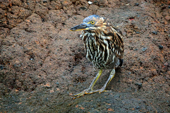 Striated Heron (Butorides striata) (aka Mangrove Heron, Little Heron or Green-backed Heron)