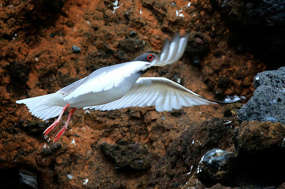 Swallow-tailed Gull (Creagrus furcatus)