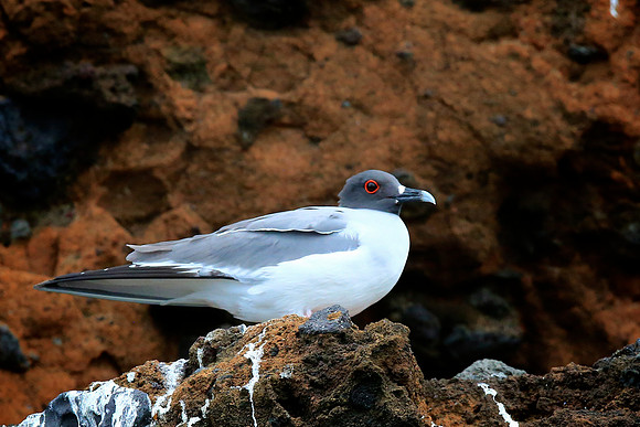 Swallow-tailed Gull (Creagrus furcatus)