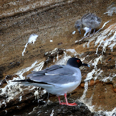 Swallow-tailed Gull (Creagrus furcatus)