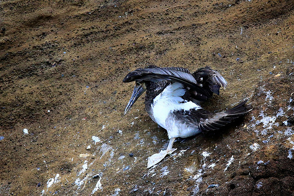 Blue-footed Booby (Sula nebouxii) - immature
