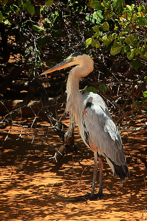 Great Blue Heron (Ardea herodias)
