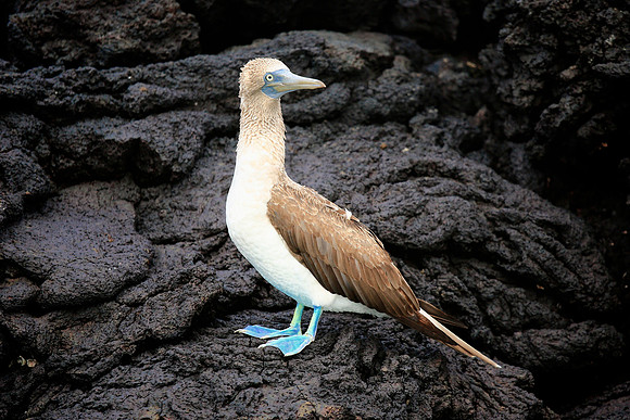 Blue-footed Booby (Sula nebouxii)
