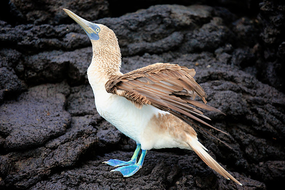 Blue-footed Booby (Sula nebouxii)