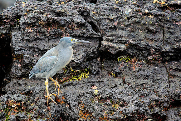 Lava Heron (Butorides sundevalli)