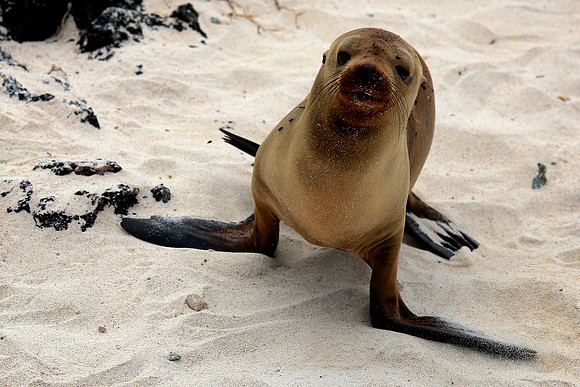 Galápagos sea lion (Zalophus wollebaeki)