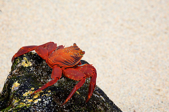 Sally Lightfoot Crab (Grapsus grapsus)