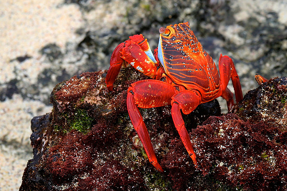 Sally Lightfoot Crab (Grapsus grapsus)