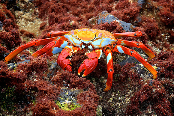 Sally Lightfoot Crab (Grapsus grapsus)