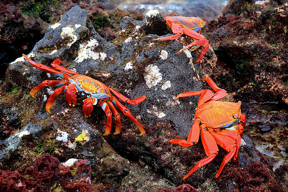 Sally Lightfoot Crab (Grapsus grapsus)