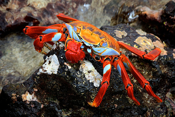 Sally Lightfoot Crab (Grapsus grapsus)