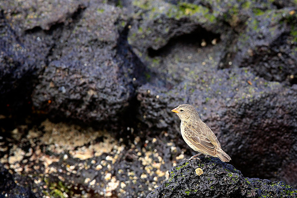 Small Ground Finch (Geospiza fuliginosa)