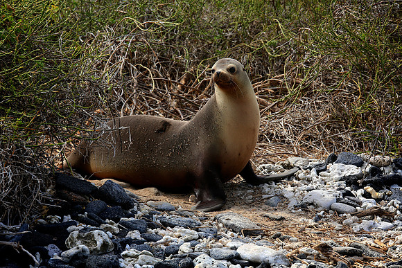 Galápagos sea lion (Zalophus wollebaeki)