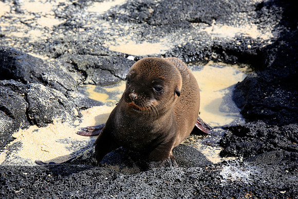 Galápagos sea lion (Zalophus wollebaeki)