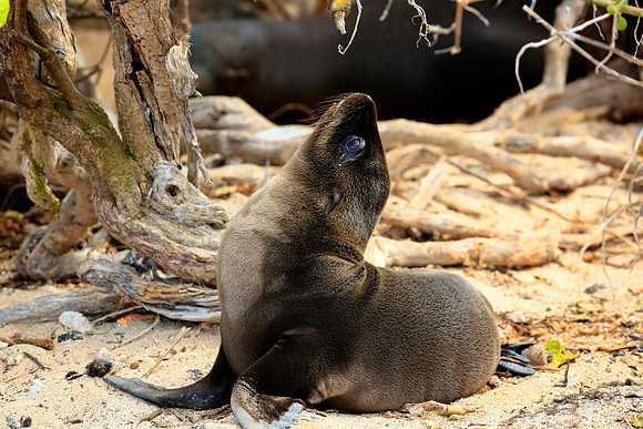 Galápagos sea lion (Zalophus wollebaeki)