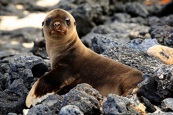 Galápagos sea lion (Zalophus wollebaeki)