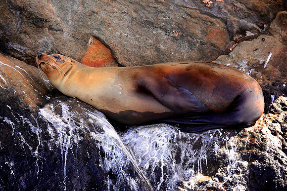 Galápagos sea lion (Zalophus wollebaeki)