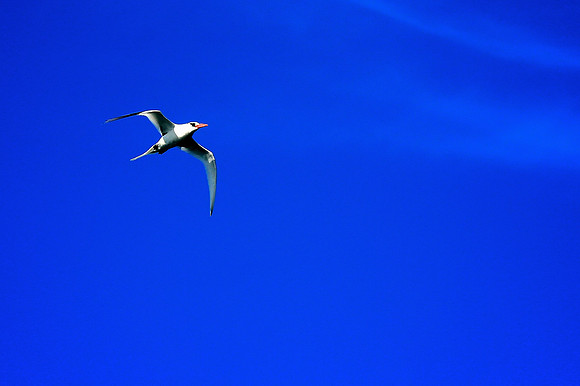 Nazca booby (masked booby) - Sula granti