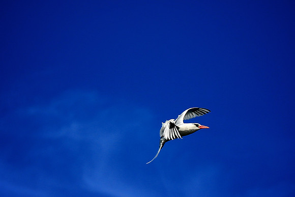 Nazca booby (masked booby) - Sula granti