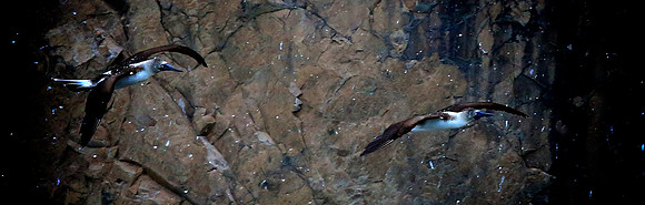 Blue-footed Booby (Sula nebouxii)