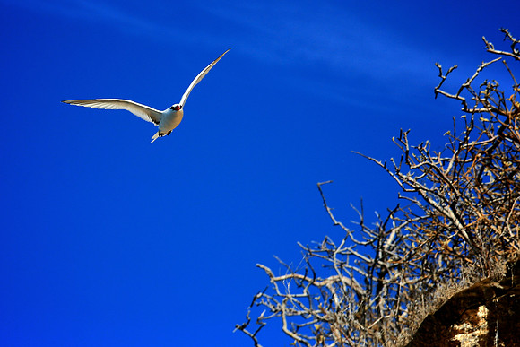Nazca booby (masked booby) - Sula granti