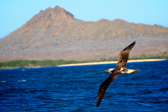 Blue-footed Booby (Sula nebouxii)