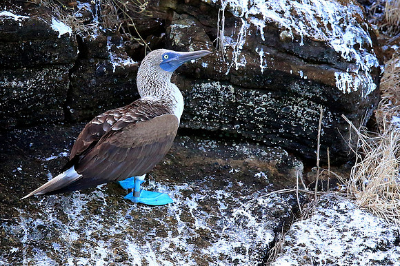Blue-footed Booby (Sula nebouxii)