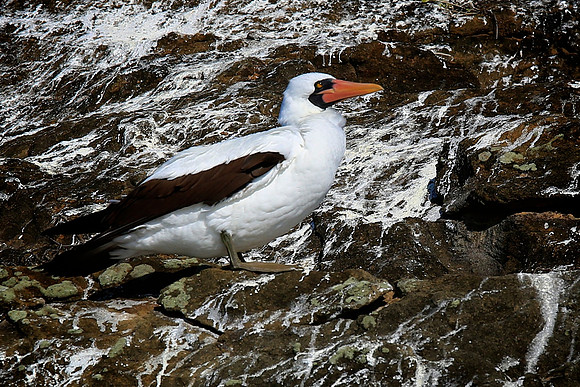 Nazca booby (masked booby) - Sula granti