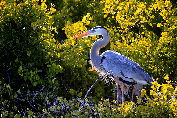Great Blue Heron (Ardea herodias)