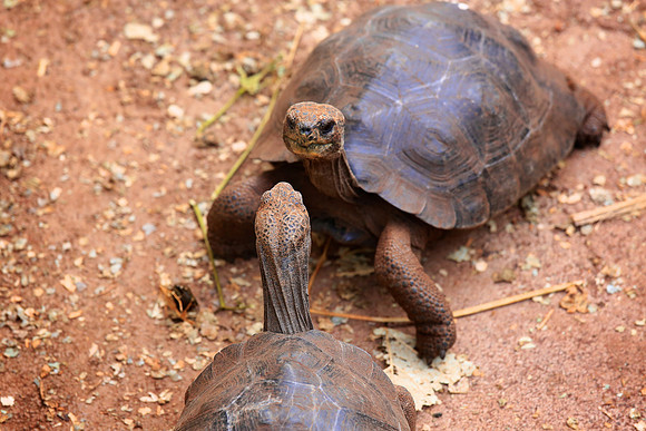 Galápagos giant tortoise (Chelonoidis nigra)