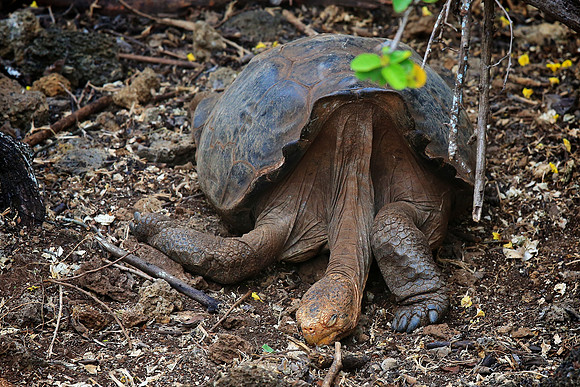 Galápagos giant tortoise (Chelonoidis nigra)