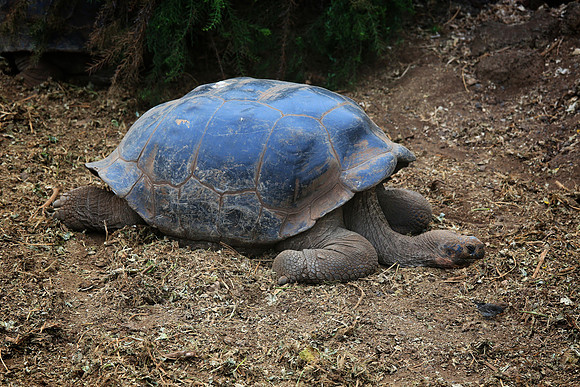 Galápagos giant tortoise (Chelonoidis nigra)